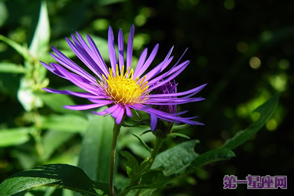 花语：紫苑花，生日花语机智