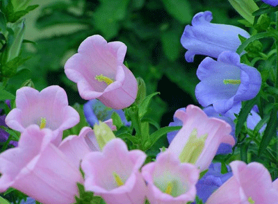 依米花