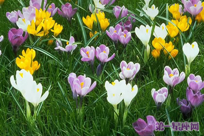 花语传说：番红花的花语及传说