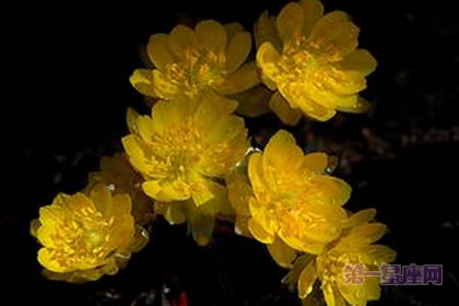 侧金盏花花语与传说