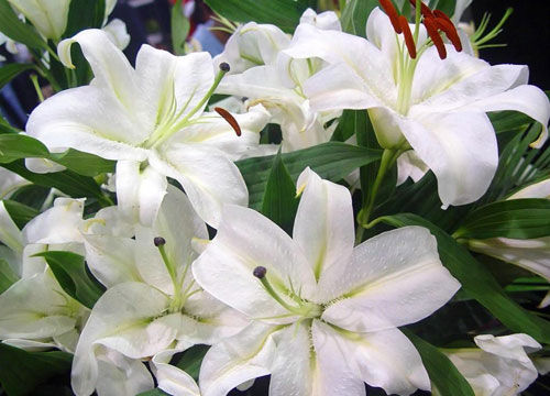 百合花