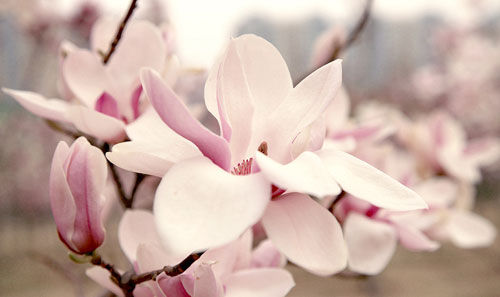 玉兰花