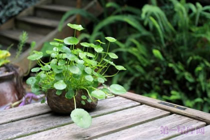 铜钱草