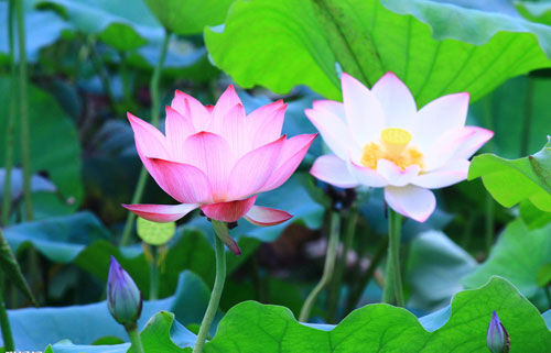 荷花