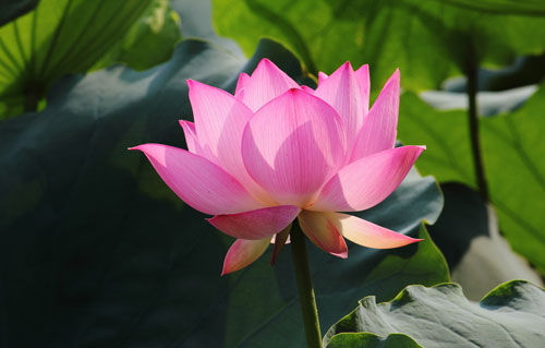 荷花