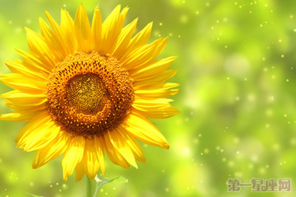 太阳花花语是什么