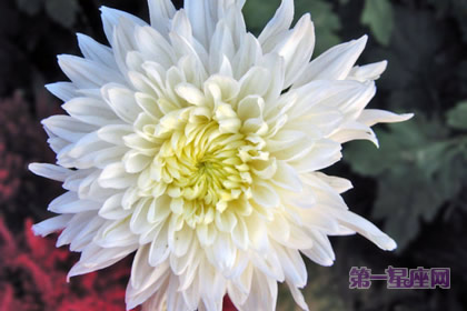 白日菊