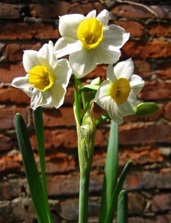 水仙花