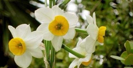 水仙花