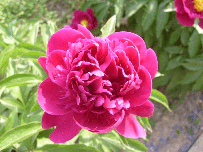芍药
