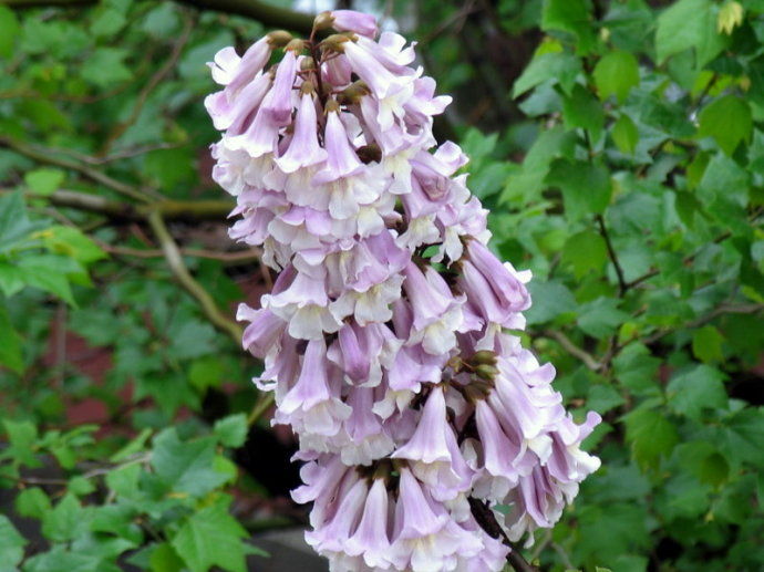 梧桐花