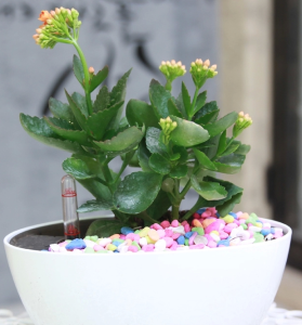 长寿花花语
