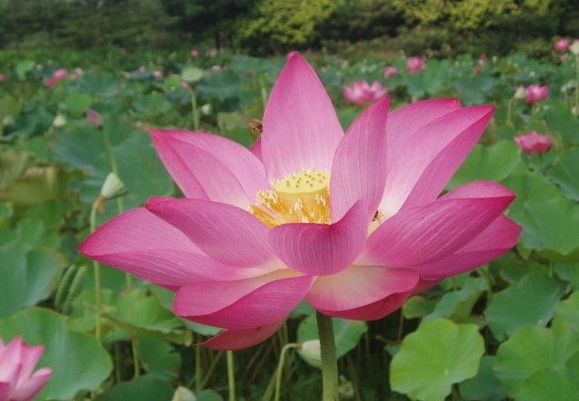 莲花花语