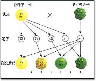 现代遗传学奠基人孟德尔逝世