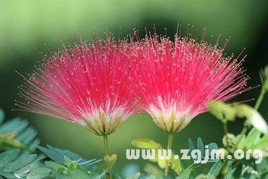 合欢花花语