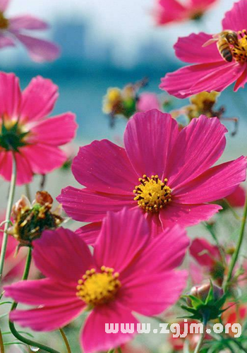 白梅_白梅花语大全，白梅的图片，白梅的养殖方法