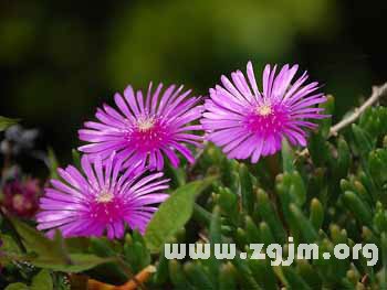 松叶菊的花语