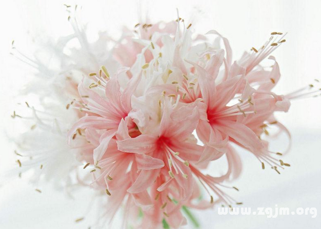 荼蘼花语