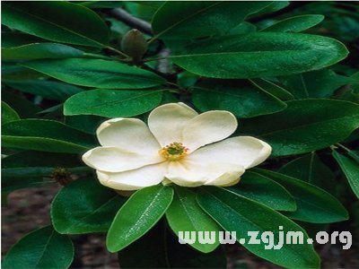 香甜花的花语