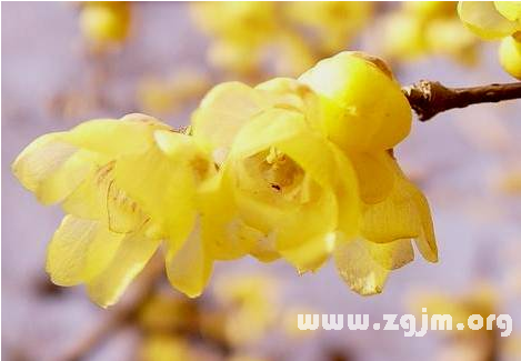腊梅花语