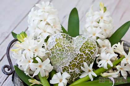 白色风信子的花语