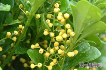 尤加利的花语和象征代表意义