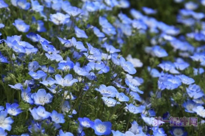 粉蝶花的花语：感恩