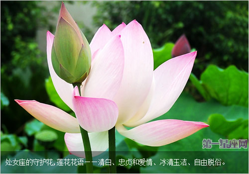 专属于处女座的守护花