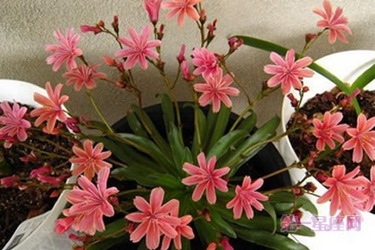 露薇花的花语：童话般的爱