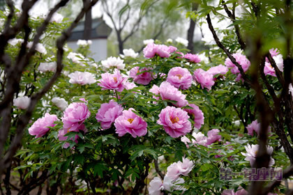 中国十大名花排行榜