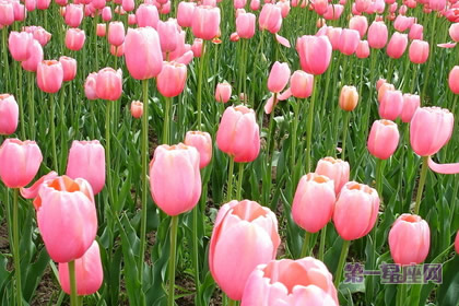 郁金香花语
