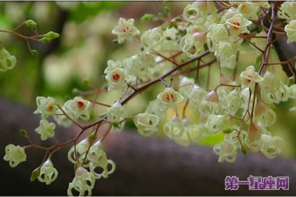 不常见的花与花语：苹婆花花语
