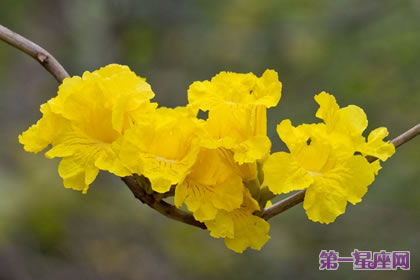 不常见的花与花语：黄花风铃木的花语