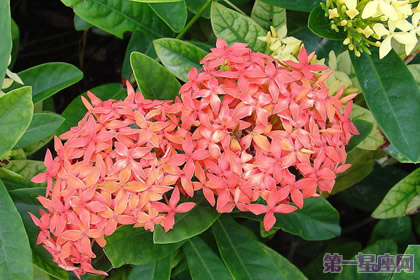 不常见的花与花语：仙丹花的花语 