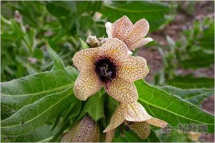 3月26日花语：天仙子，生日花语邪恶的心