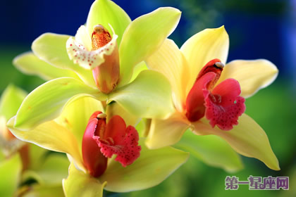 代表四季的花语：春夏秋冬代表花是什么？