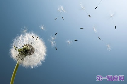 8月18日花语：万寿菊，生日花语健康