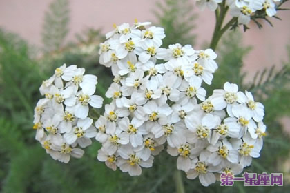 花语：西洋蓍草，生日花语治疗