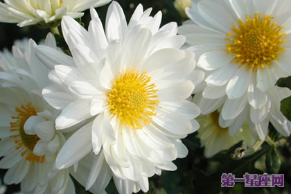 清明节悼念先人主流花卉：菊花