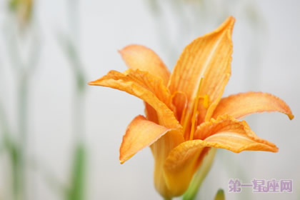 金针花