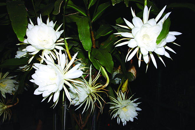 昙花原产于哪儿？