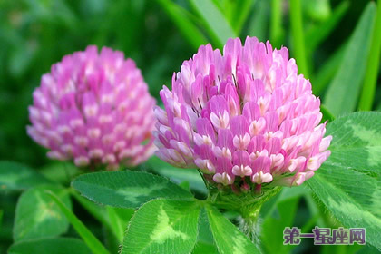 植物花语：红三叶的花语